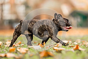 French bulldog dark running or walking with mouth open and tongue out