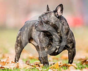 French bulldog dark standing in autumn or fall leaves looking to the side