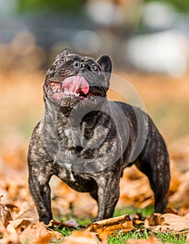 French bulldog dark standing in autumn or fall leaves looking up with tongue out