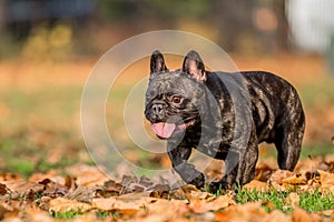 French bulldog dark walking through autumn or fall leaves toward camera