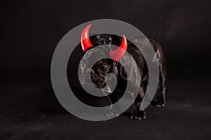 French bulldog with devil horn