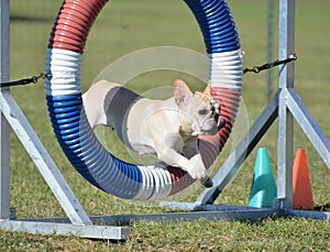 French Bulldog at Dog Agility Trial