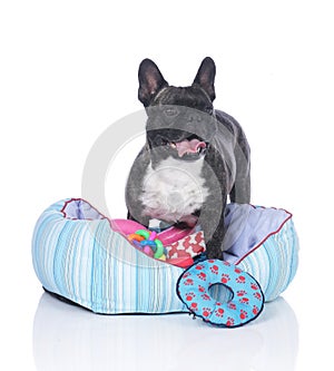 French bulldog with dog bed and lots of toys