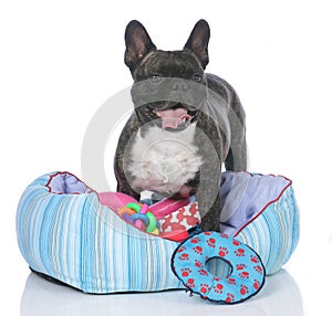 French bulldog with dog bed and lots of toys