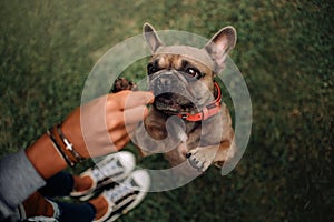 French bulldog dog begging outdoors, top view