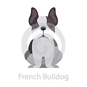 French bulldog dog breed. Cute funny animal