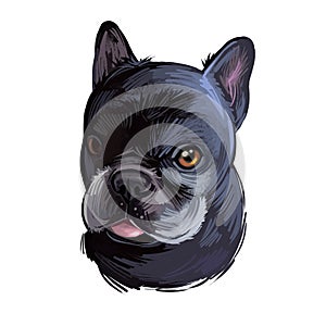 French Bulldog dog breed digital art illustration isolated on white. Popular puppy portrait with text. Cute pet hand drawn
