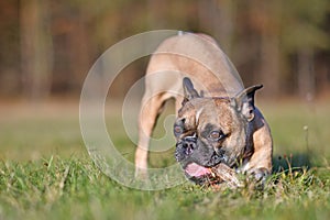 French Bulldog dog chewing on a piece of wooden branch stick