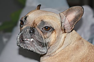 French Bulldog dog with dental condition with overbite and missing teeth