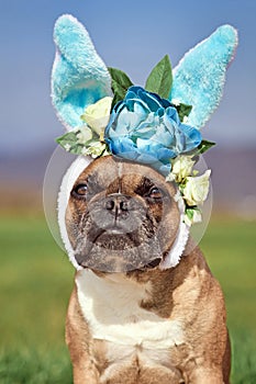 French Bulldog dog dressed up as Easter bunny wearing headband with big costume rabbit ears and flowers