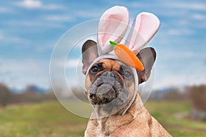 French Bulldog dog dressed up as easter bunny wearing a headband with big rabbit ears and plush carrot on head