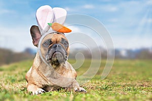 French Bulldog dog dressed up as easter bunny wearing a headband with big rabbit ears and plush carrot on head lying on meadow