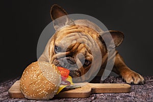 French bulldog dog eating a big fried cheeseburger on a dark background