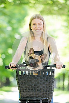 French bulldog dog enjoying riding in bycicle basket in city park