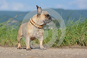French Bulldog dog with fawn colored fur wearing a selfmade collar made of paracord strings