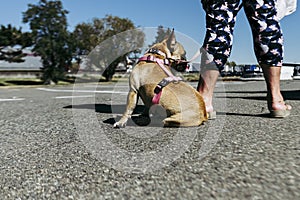 French Bulldog dog at the feet of his mistress