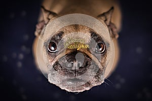 French Bulldog dog with golden `Happy new year` text confetti on head