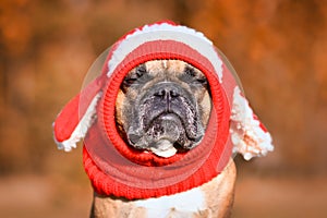 French Bulldog dog with judging face wearing a knitted red hat with rabbit ears photo