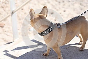 French Bulldog Dog On Leash