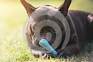 French Bulldog dog lies in the grass and chew his toy bone at ba