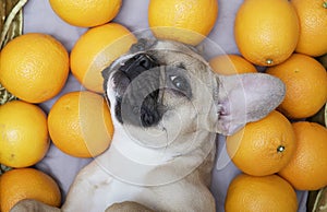 French Bulldog dog lies relaxed on his back among large orange oranges and furtively looks into the camera.