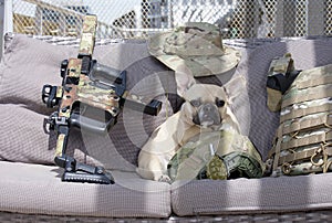A French Bulldog dog lies in the shadows among the airsoft guns, looking warily into the camera.