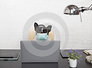 French bulldog dog with protective medical mask working from his computer at home