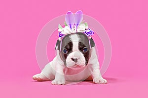 French Bulldog dog puppy dressed up as Easter bunny with rabbit ears headband with flowers