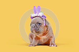 French Bulldog dog puppy dressed up as Easter bunny with rabbit ears headband with flowers