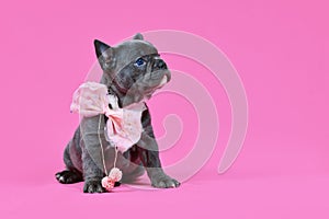 French Bulldog dog puppy with pink ribbon on pink studio background with copy space