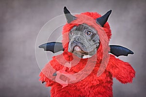 French Bulldog dog with red Halloween devil costume wearing with fake arms holding pitchfork