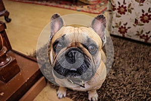French bulldog dog rests on the wooden floor