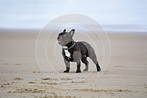 French bulldog dog img