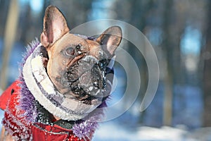 French Bulldog dog with snow on nose wearing warm winter coat with fur collar and scarf in front of blurry winter forest