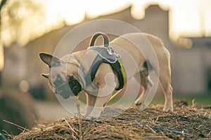 French bulldog dog stands on a haystack in the city landscape and vigorously gnaws a tree