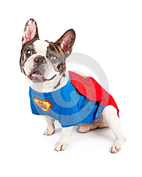 French Bulldog Dog in Super Hero Costume