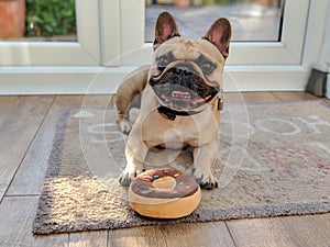 French bulldog dog with toy doughnut donut with tongue out