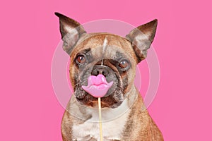 French Bulldog dog with Valentine\'s Day kiss lips photo prop