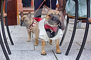 French Bulldog dog wearing elegant white tuxedo with red bow tie standing at wedding celebration