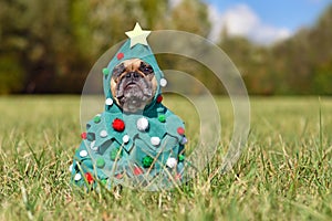 French Bulldog dog wearing funny Christmas tree costume with baubles and stars sitting on grass