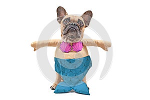 French Bulldog dog wearing a funny full body suit mermaid costume with blue fishtail, seashell bra and fake arms