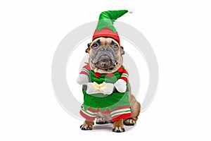 French Bulldog dog wearing funny traditional cute christmas elf costume with arms holding present on white background