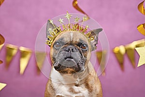 French Bulldog dog wearing New Year`s Eve part headband with text `Happy new year`