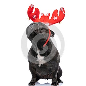 French bulldog dog wearing red reindeer horns and looking up