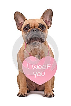 French Bulldog dog wearing Valentine\'s Day heart with text \'I woof you\' around neck isolated on white background