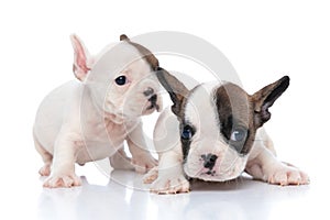 French bulldog dog wispering something at his firend`s ear photo