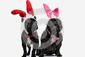 French bulldog dogs with bunny ears dreaming and looking away