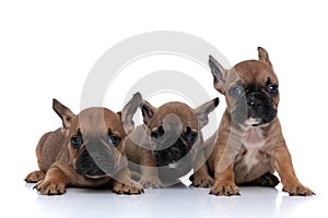 French bulldog dogs with fawn fur looking at the camera