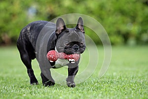 French bulldog with dogtoy photo