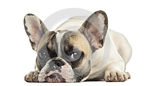 French Bulldog facing, lying, isolated
